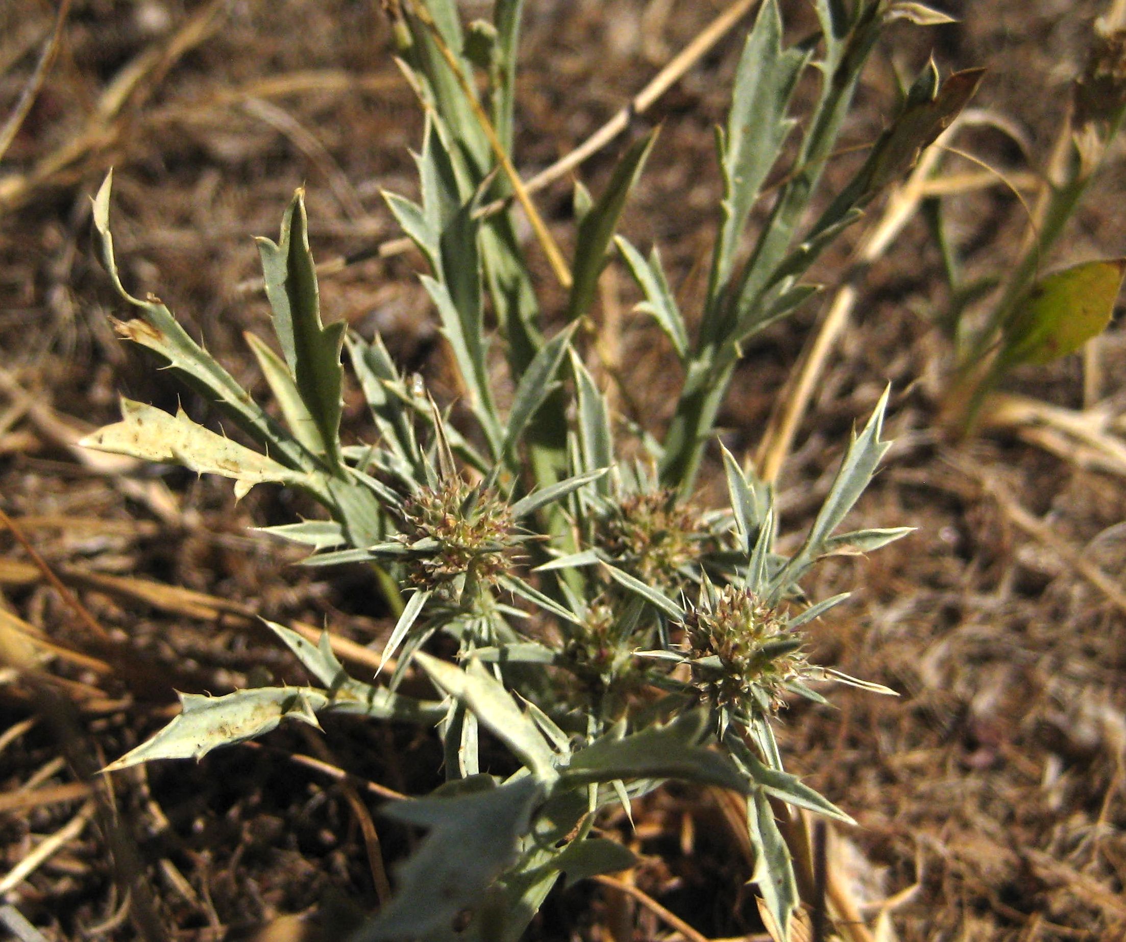Eryngium aristulatum (California eryngo), native California herb