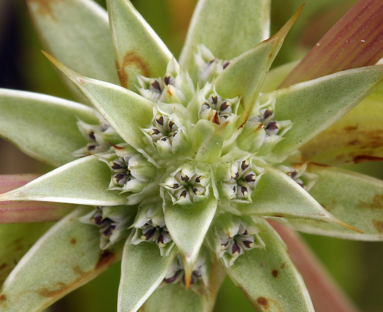 Eryngium armatum (Coastal button-celery), native California herb