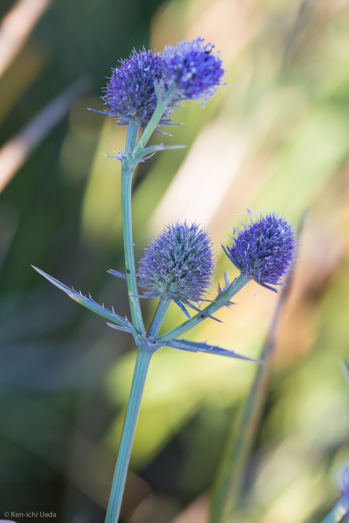 Eryngium articulatum (Beethistle), native California herb
