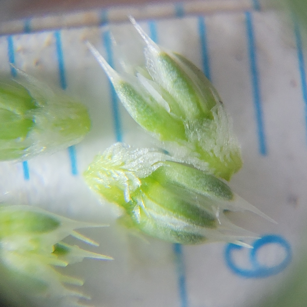 Eryngium castrense (Great valley coyote-thistle), native California herb