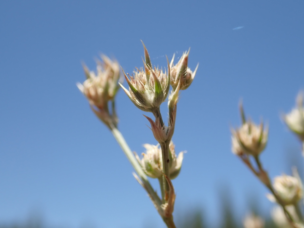 Eryngium constancei (Loch lomond button-celery), native California herb