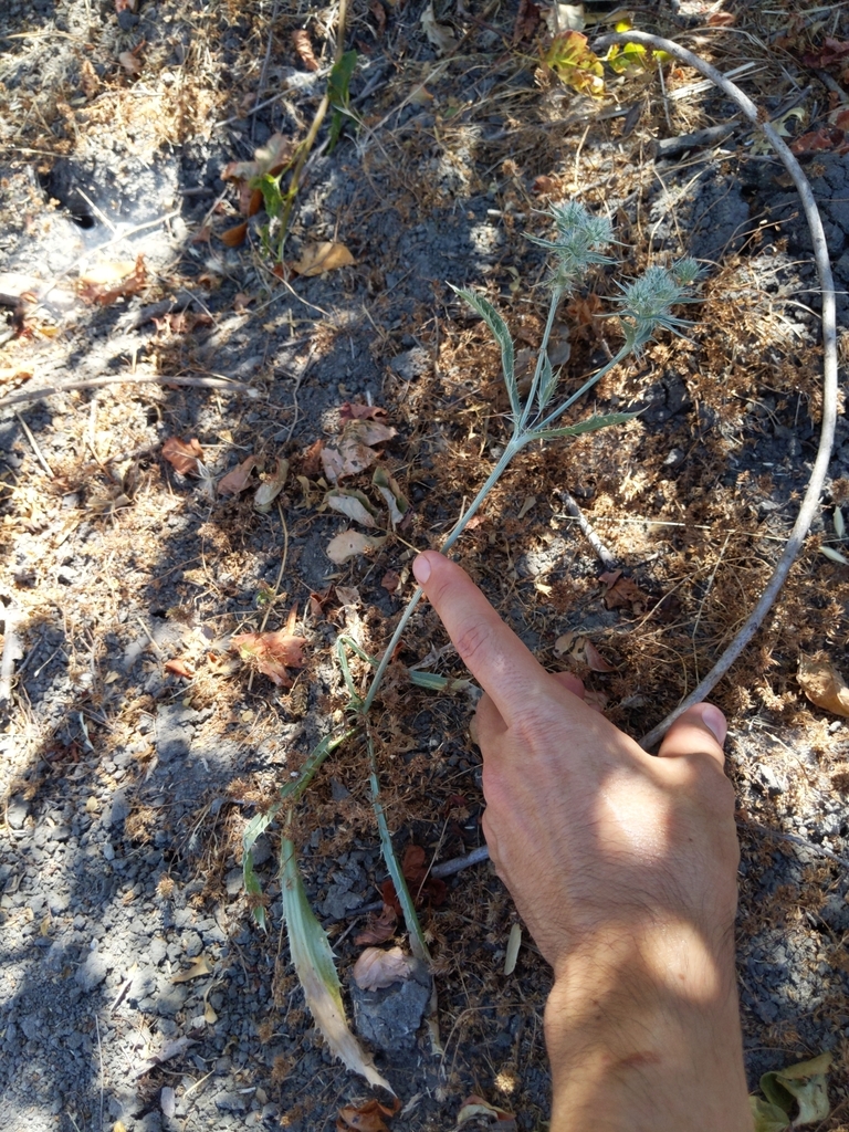 Eryngium jepsonii (Jepson's coyote- thistle), native California herb