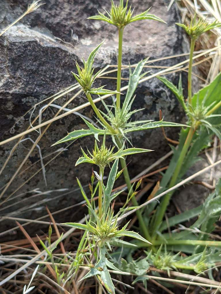 Eryngium mathiasiae (Mathias' button-celery), native California herb