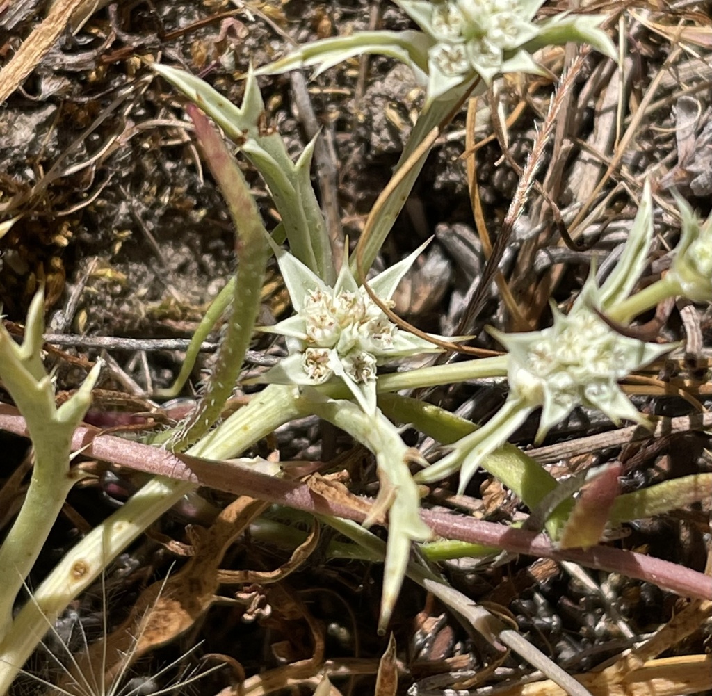 Eryngium montereyense (Fort ord button-celery), native California perennial