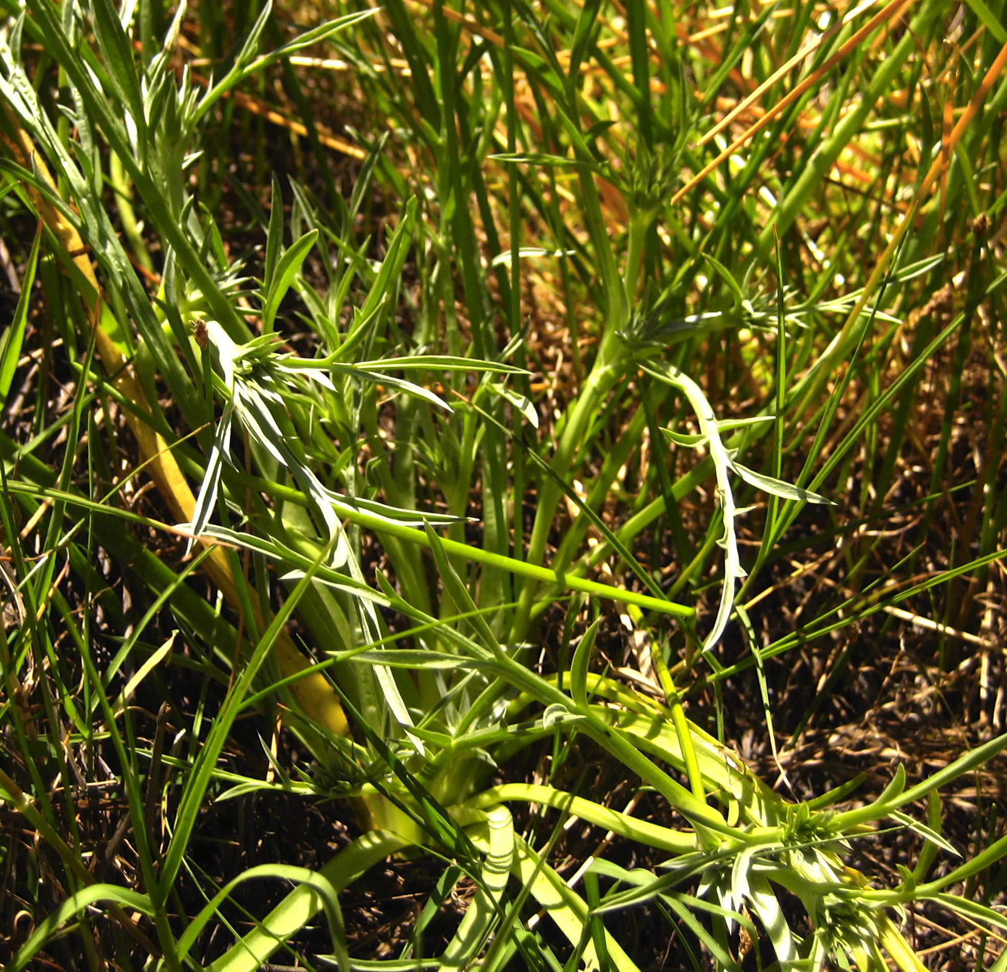 Eryngium pendletonense (Pendleton button-celery), native California perennial
