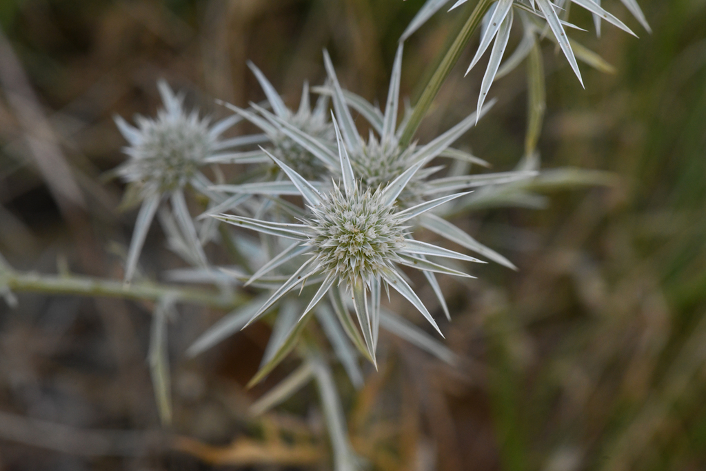 Eryngium pinnatisectum (Tuolumne button-celery), native California herb