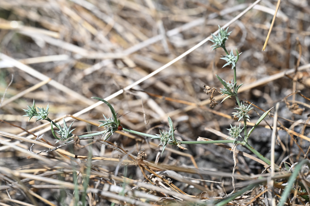 Eryngium racemosum (Delta button-celery), native California herb