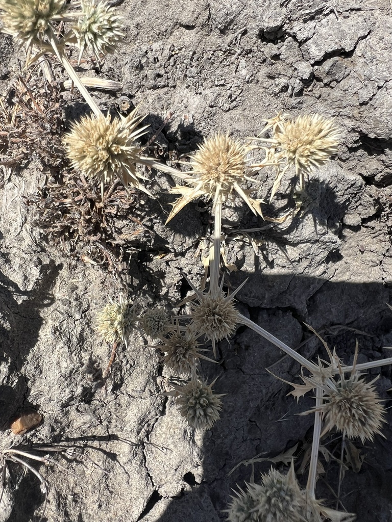 Eryngium spinosepalum (Spiny-sepaled button-celery), native California herb