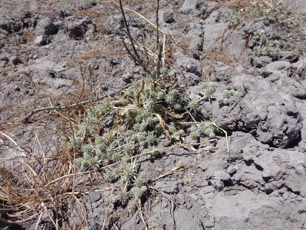 Eryngium vaseyi var. vallicola (Coyote thistle), native California perennial