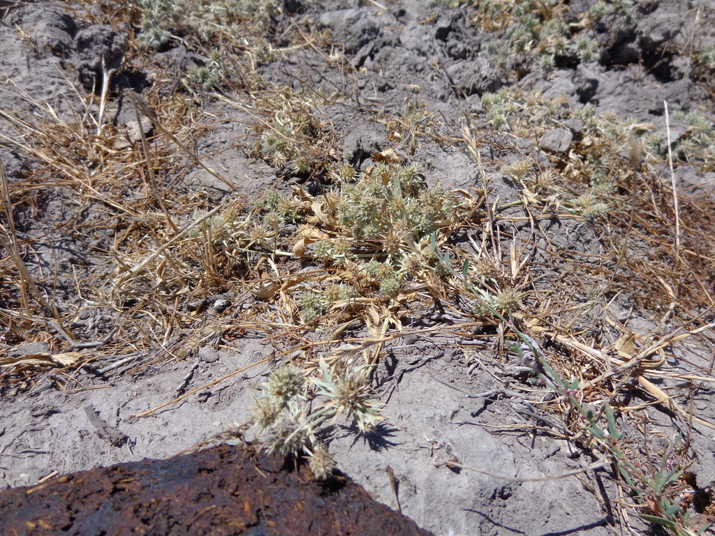 Eryngium vaseyi (Coyote-thistle), native California herb