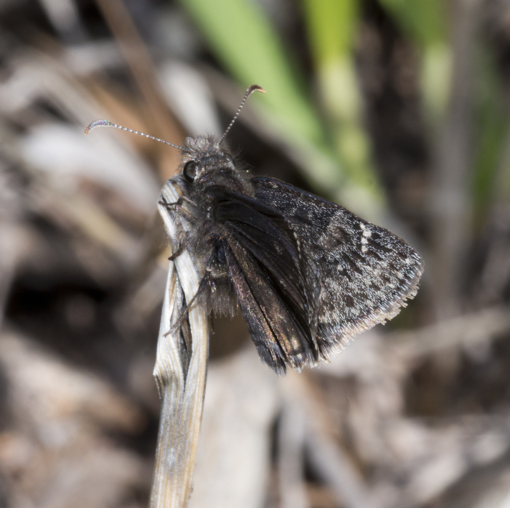 Erynnis afranius (Afranius Duskywing), California species