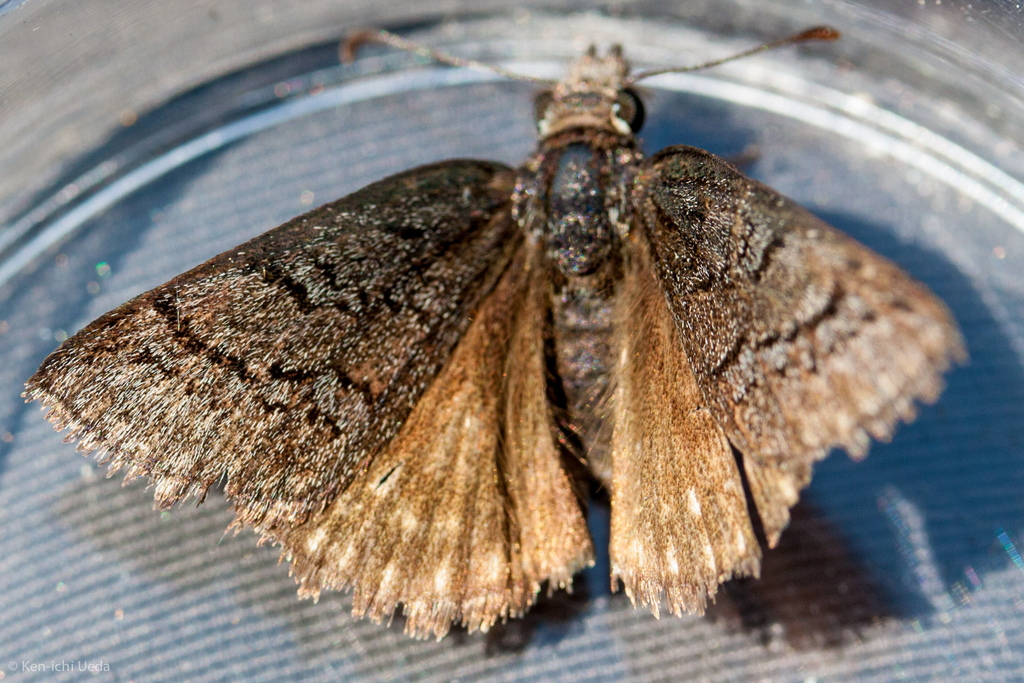 Erynnis brizo (Sleepy Duskywing), California species