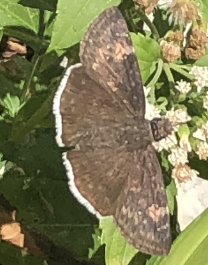 Erynnis funeralis (Funereal Duskywing), California species
