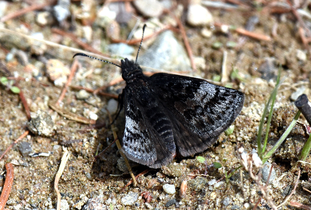 Erynnis icelus (Dreamy Duskywing), California species