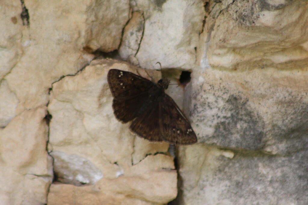 Erynnis meridianus (Meridian Duskywing), California species