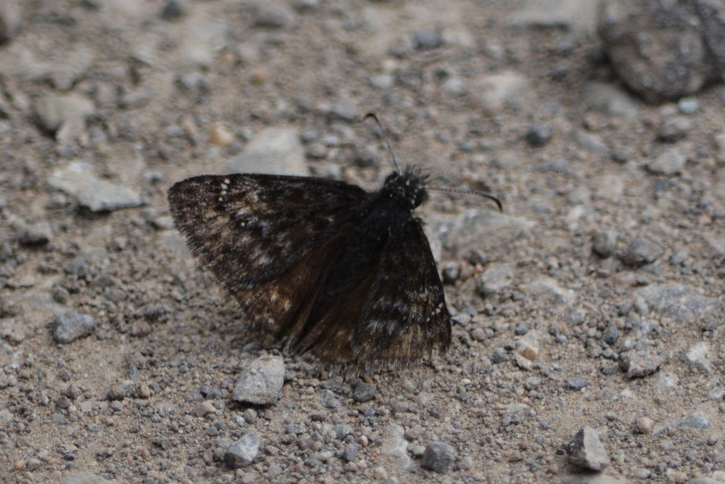 Erynnis pacuvius (Pacuvius Duskywing), California species