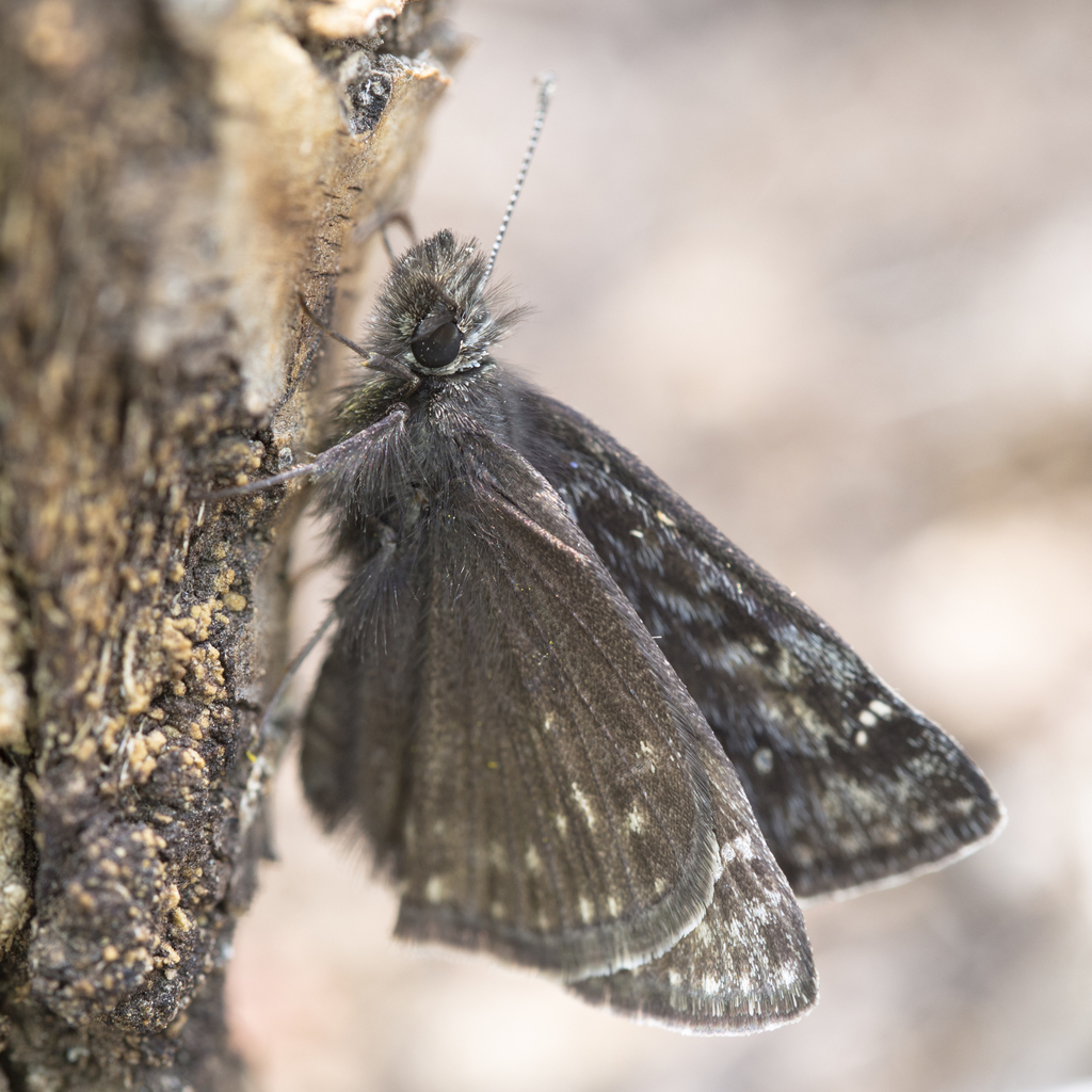 Erynnis persius (Persius Duskywing), California species