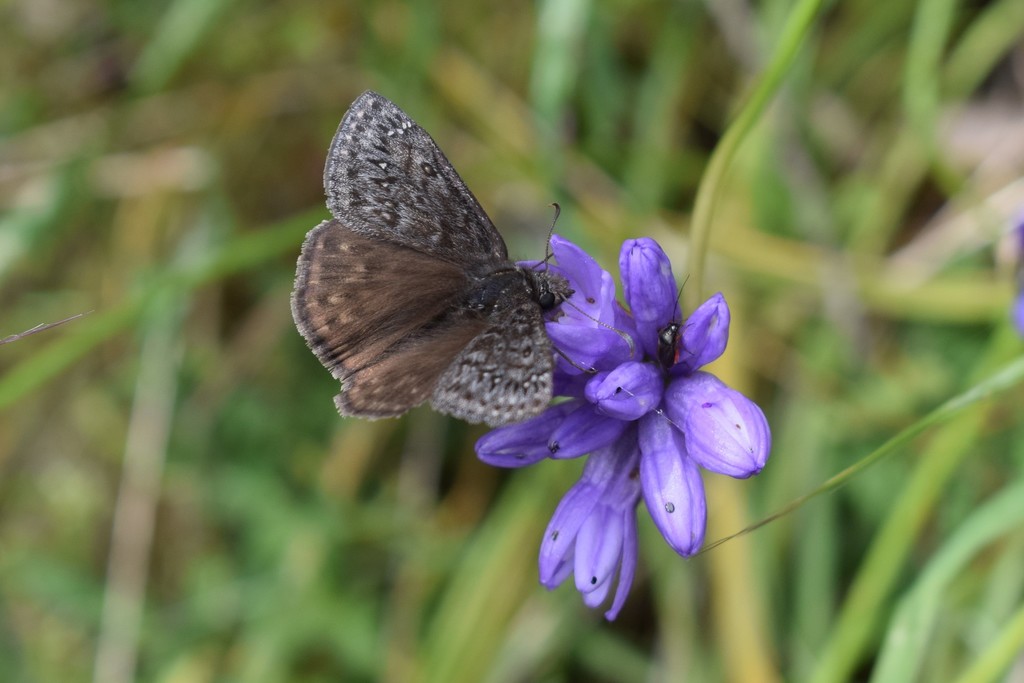 Erynnis propertius (Propertius Duskywing), California species