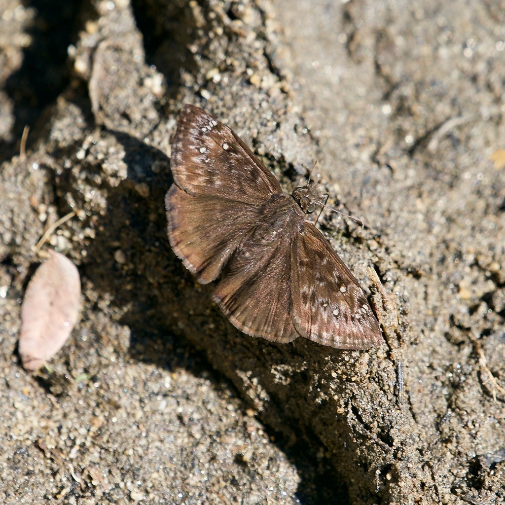 Erynnis tristis (Mournful Duskywing), California species