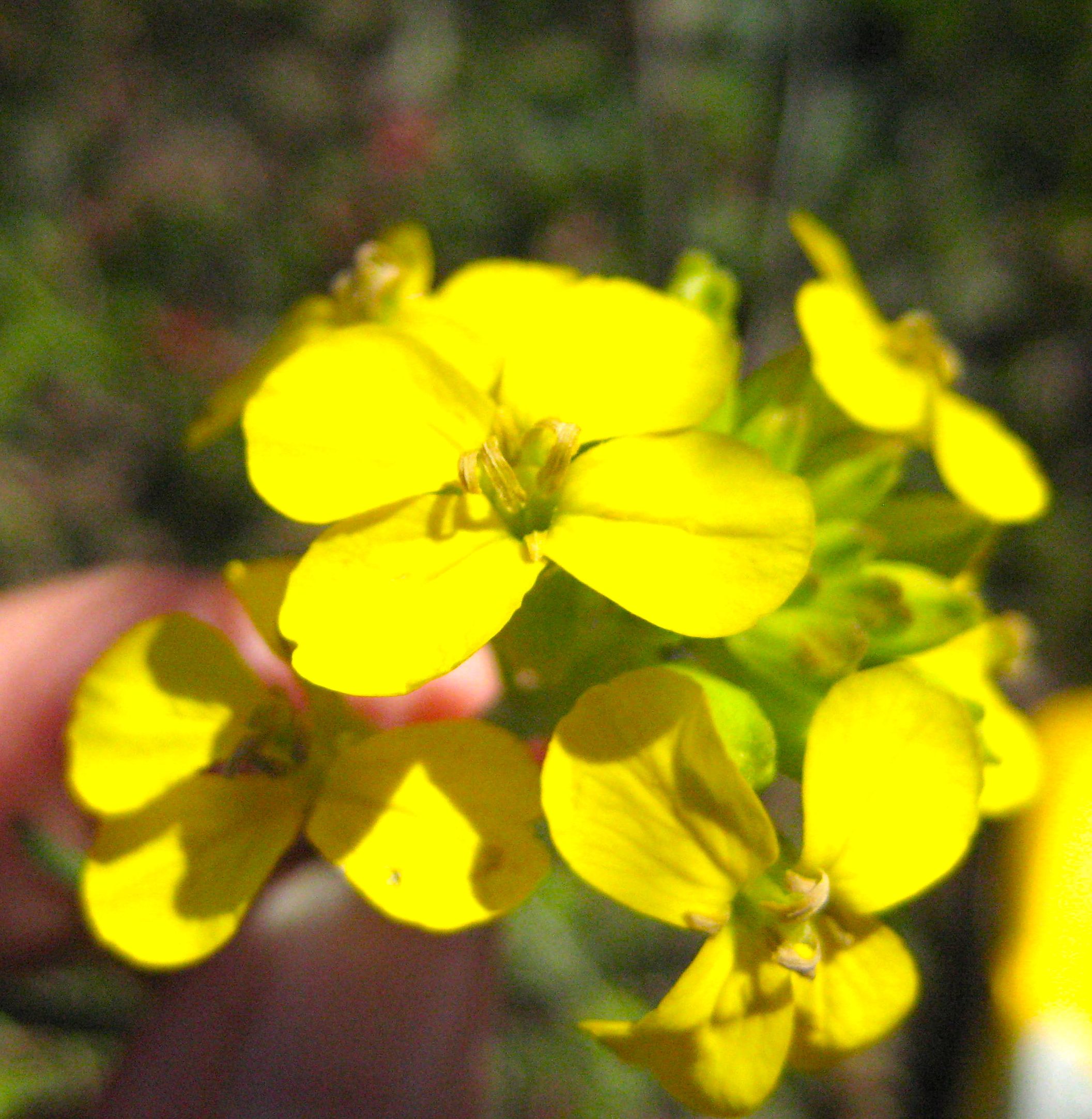 Erysimum ammophilum (Sand-loving wallflower), native California herb