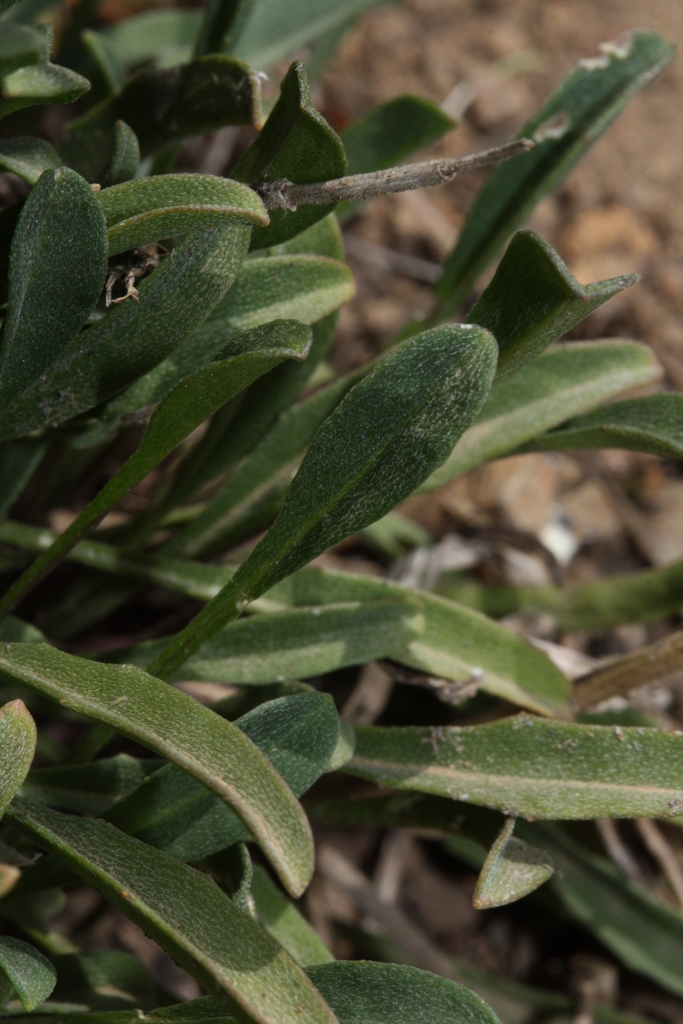 Erysimum capitatum var. purshii (Pursh's wallflower), native California herb