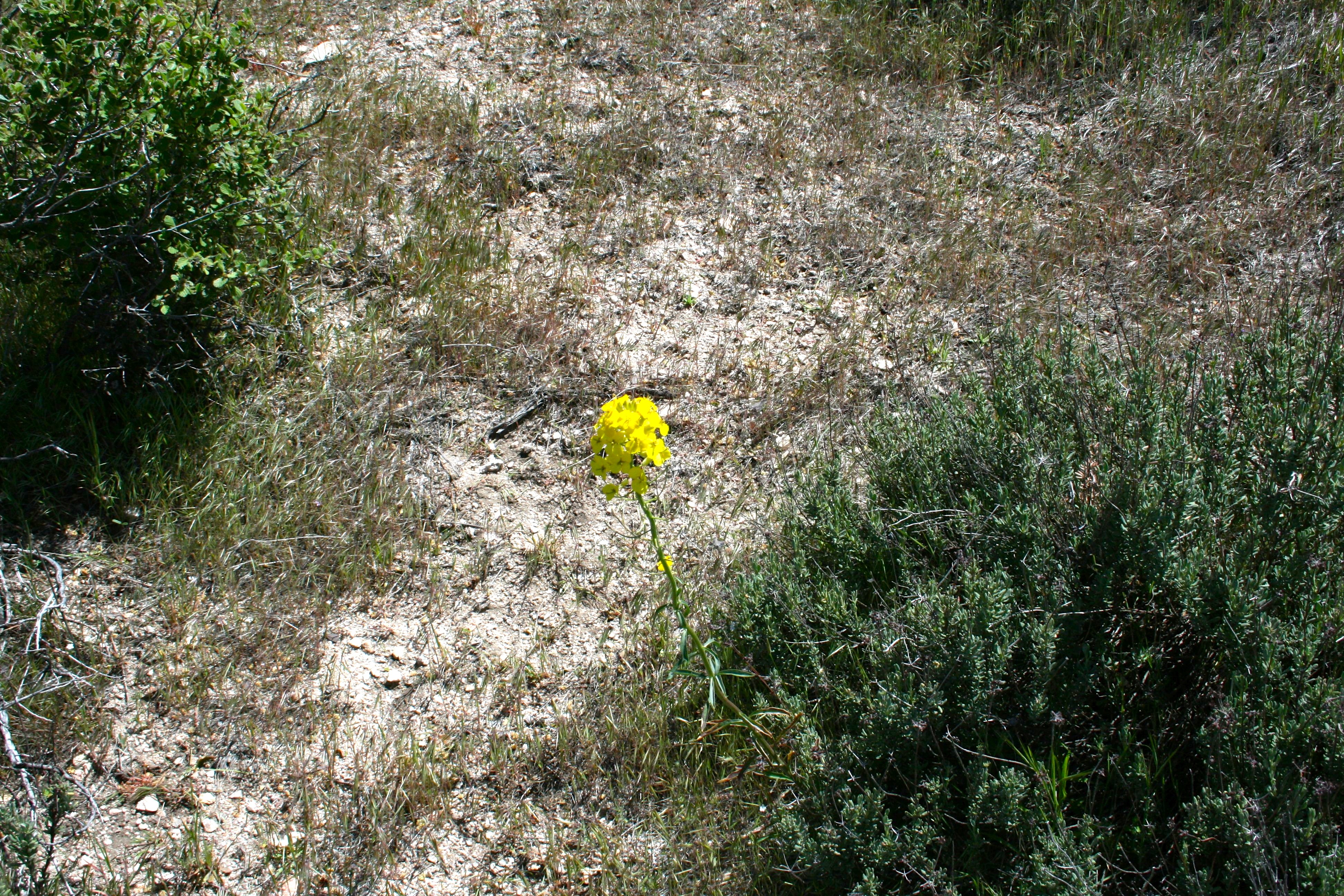 Erysimum capitatum (Western wallflower), native California subshrub