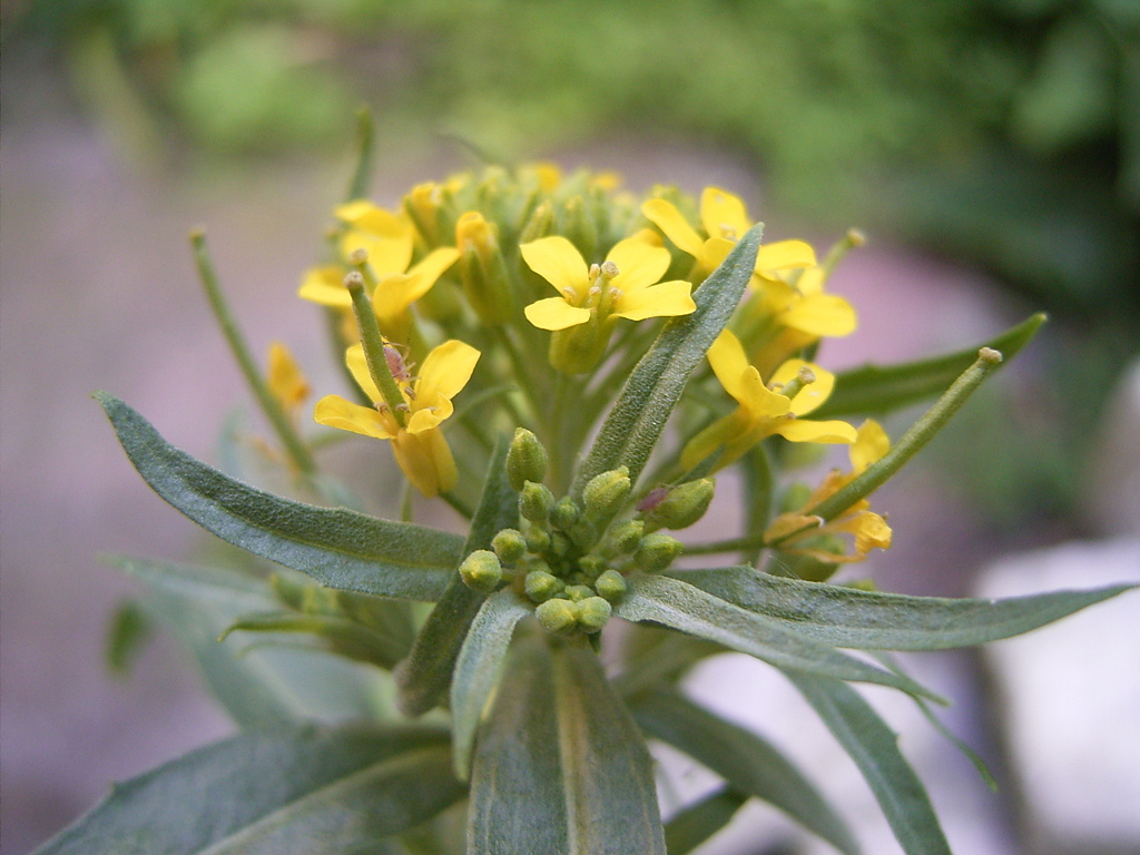 Erysimum cheiranthoides (Wormseed mustard), non-native California herb