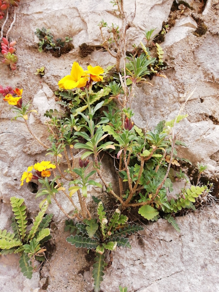 Erysimum cheiri (Aegean wallflower), non-native California herb