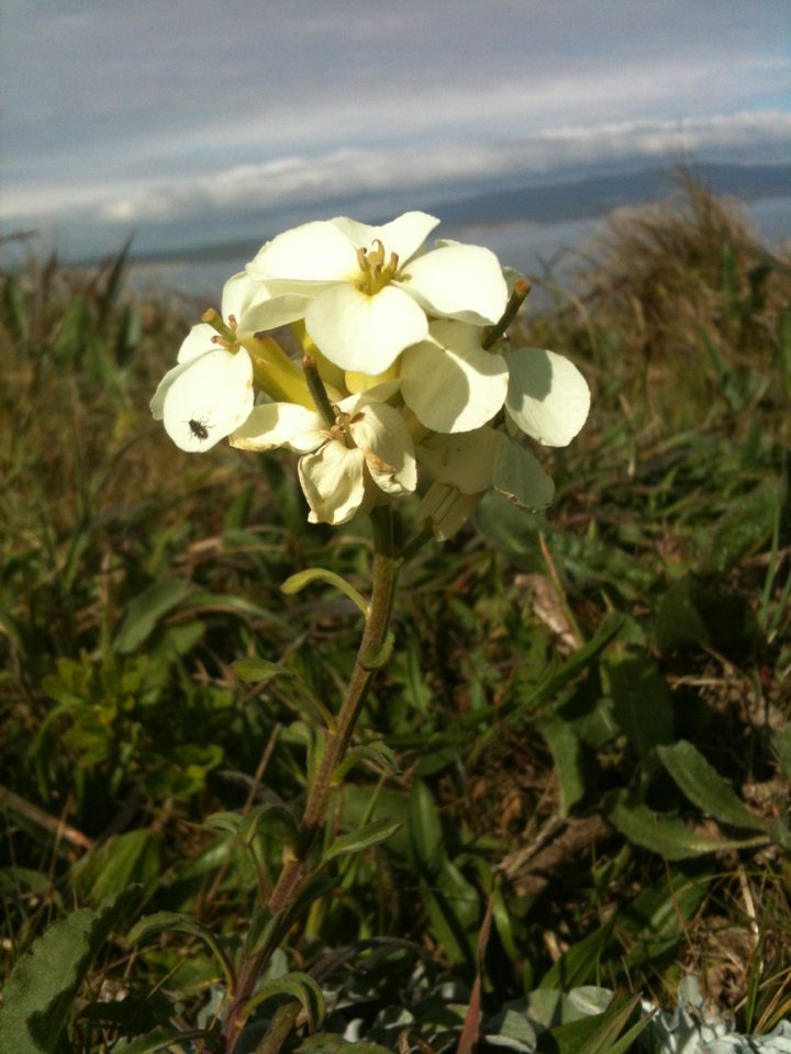 Erysimum concinnum (Headland wallflower), native California perennial