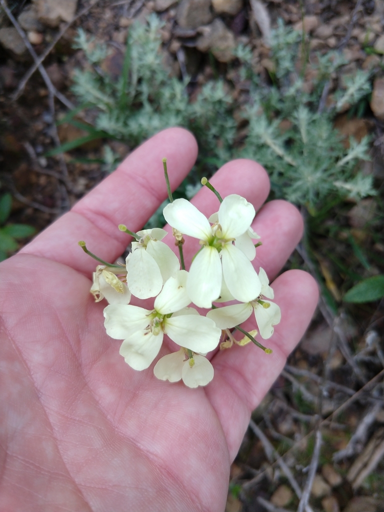 Erysimum franciscanum (San francisco wallflower), native California subshrub