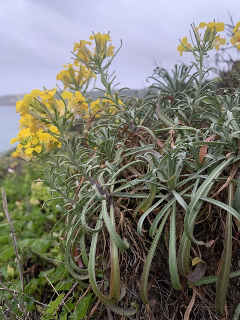 Erysimum insulare (Island wallflower), native California subshrub