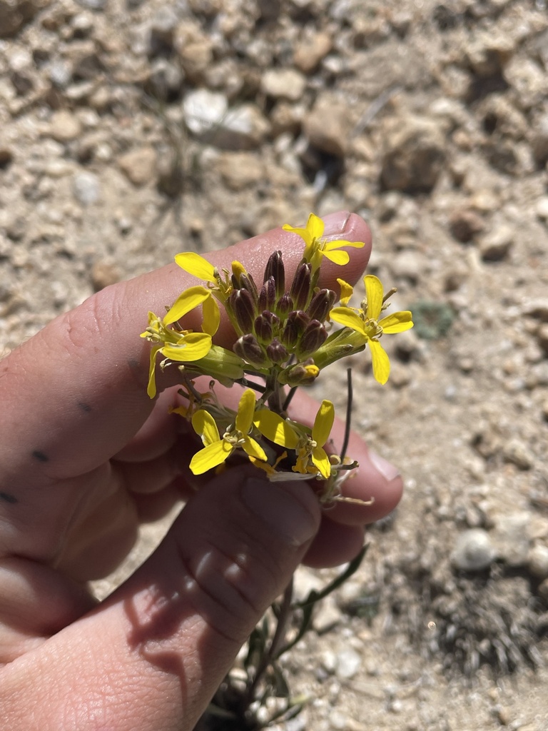 Erysimum perenne (Sanddune wallflower), native California perennial
