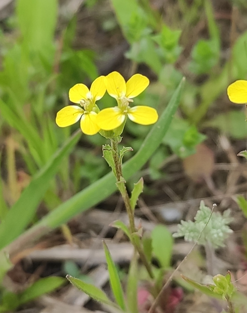 Erysimum repandum (Spreading wallflower), non-native California herb
