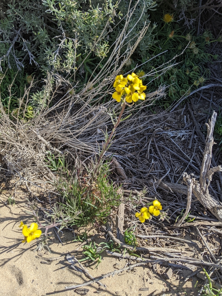 Erysimum suffrutescens (Suffrutescent wallflower), native California perennial