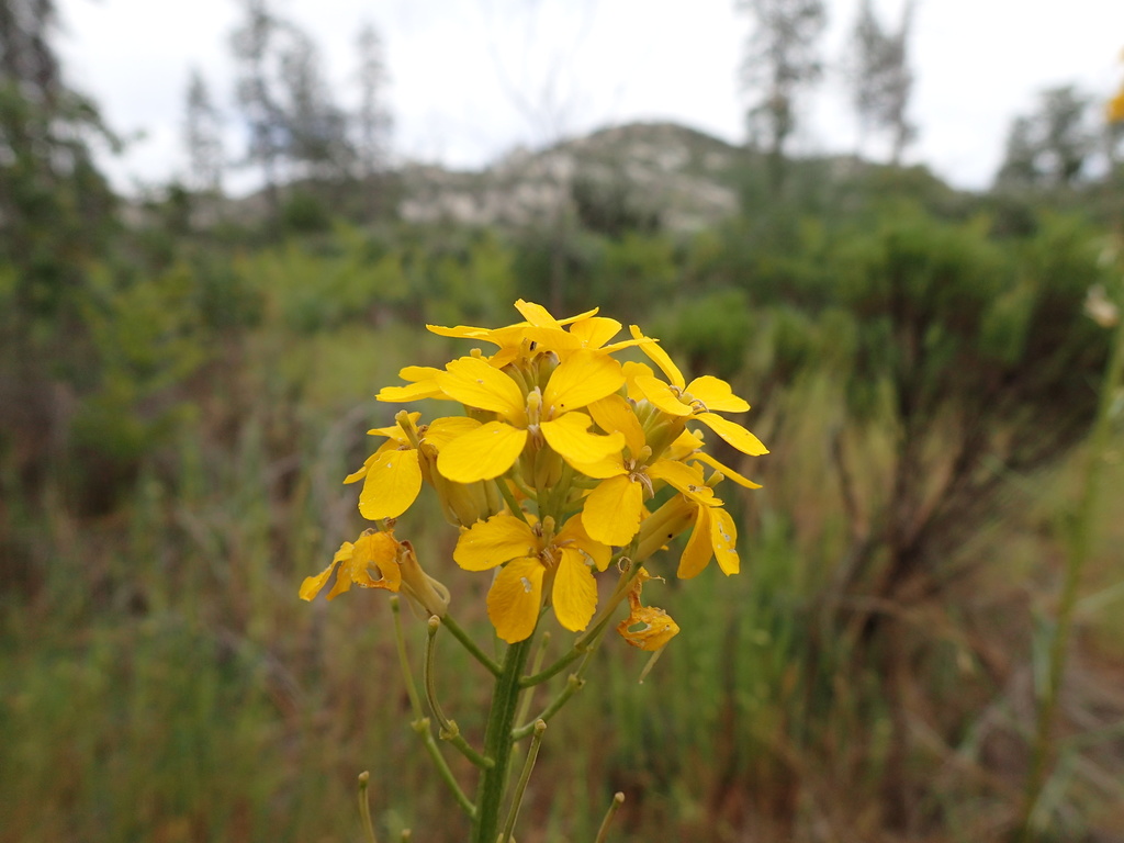 Erysimum teretifolium (Santa cruz wallflower), native California herb