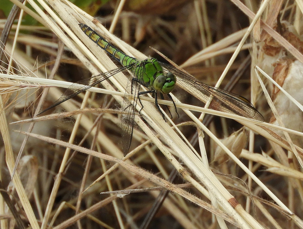 Erythemis collocata (Western Pondhawk), California species