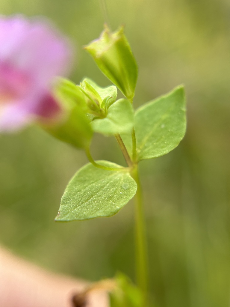 Erythranthe acutidens (Kings river monkeyflower), native California annual