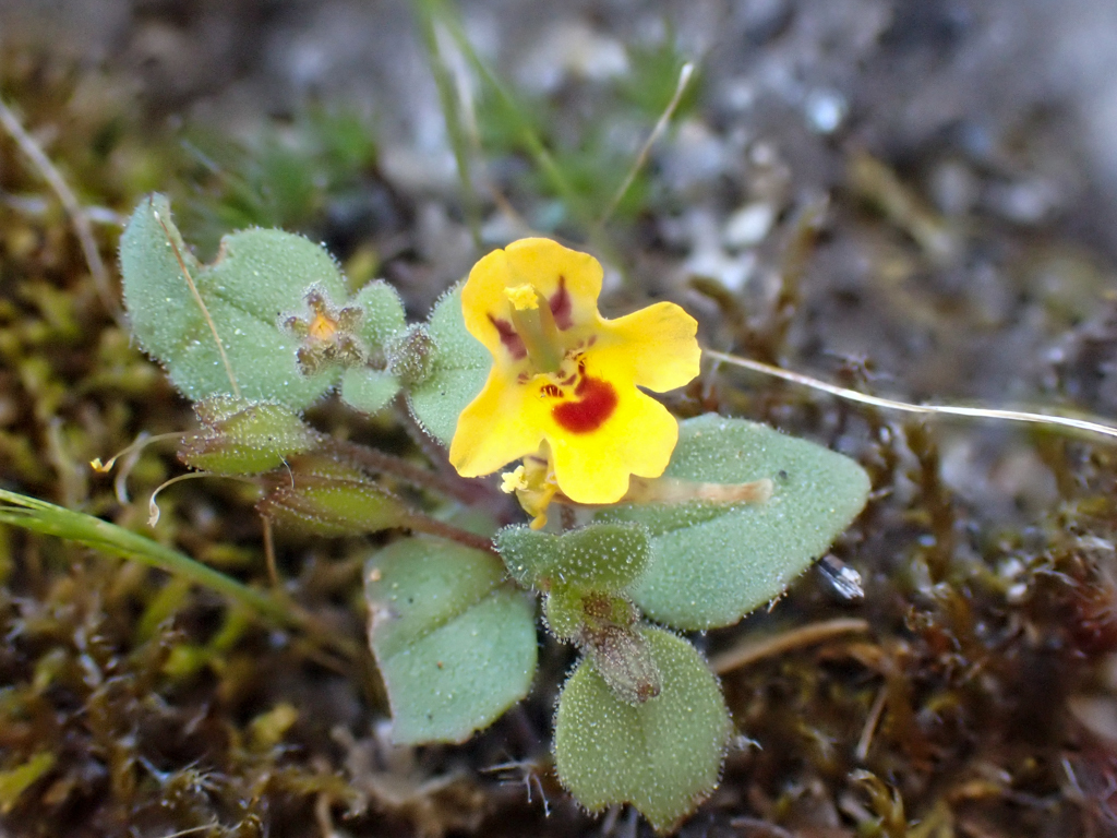 Erythranthe alsinoides (Chickweed monkeyflower), native California herb