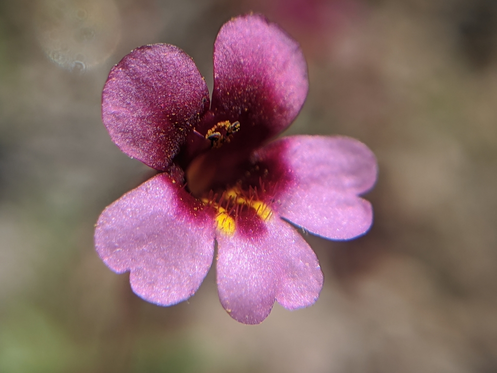 Erythranthe androsacea (Rock-jasmine monkeyflower), native California herb