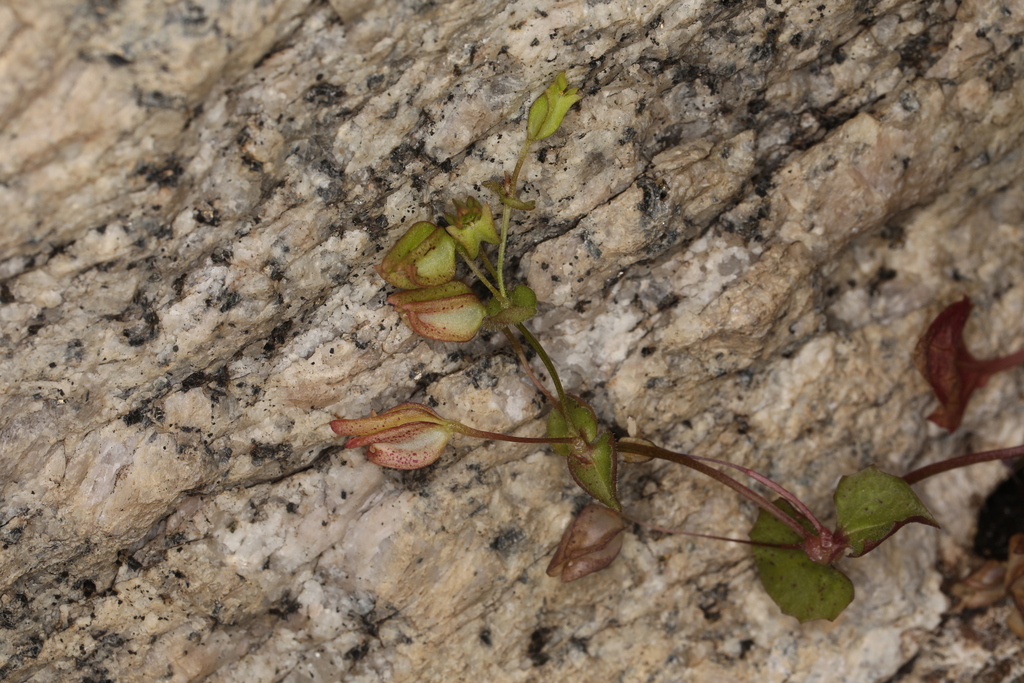 Erythranthe angulosa (sweet-stem monkeyflower), California species