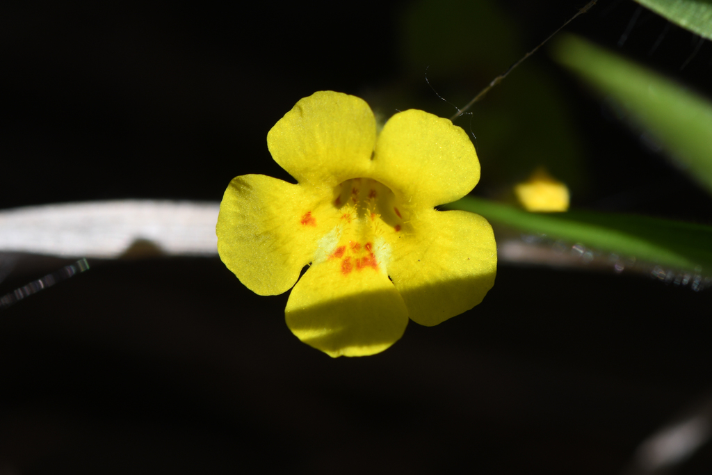 Erythranthe arenaria (Sand-loving monkeyflower), native California herb