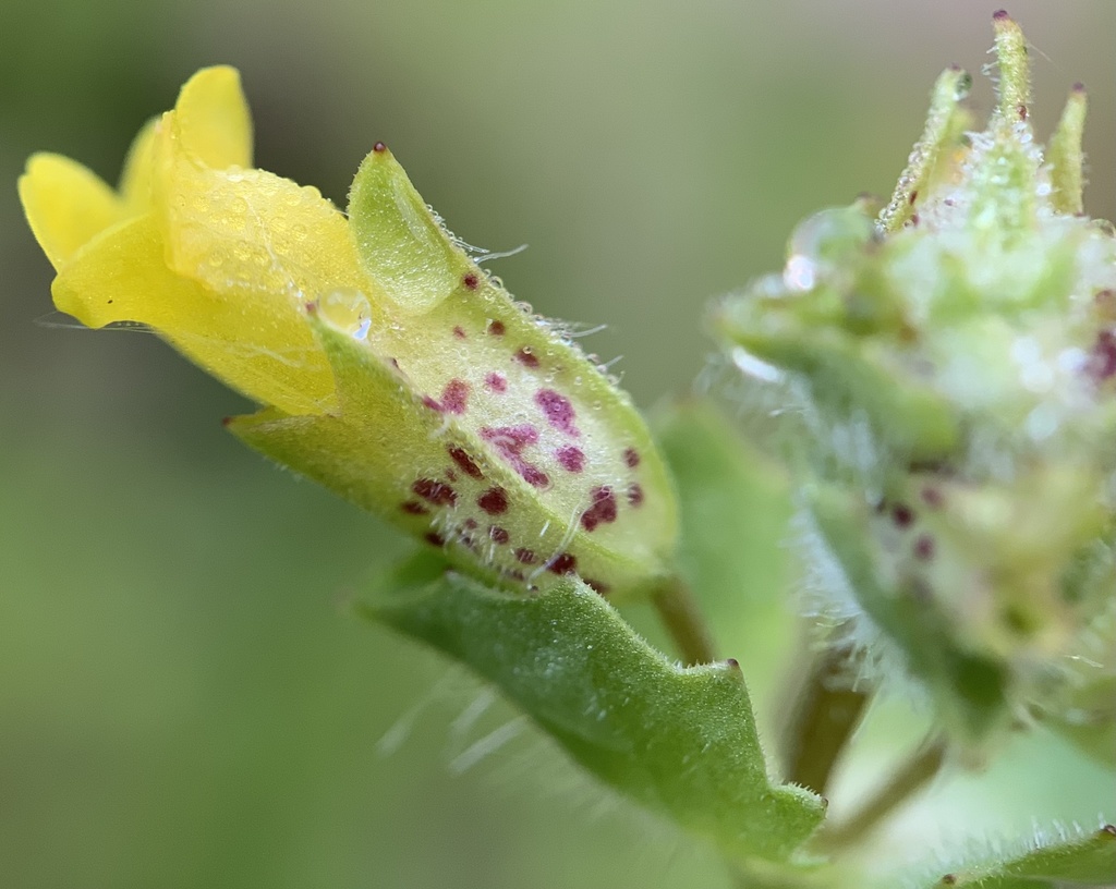 Erythranthe arvensis (Villous-bracted monkeyflower), native California annual