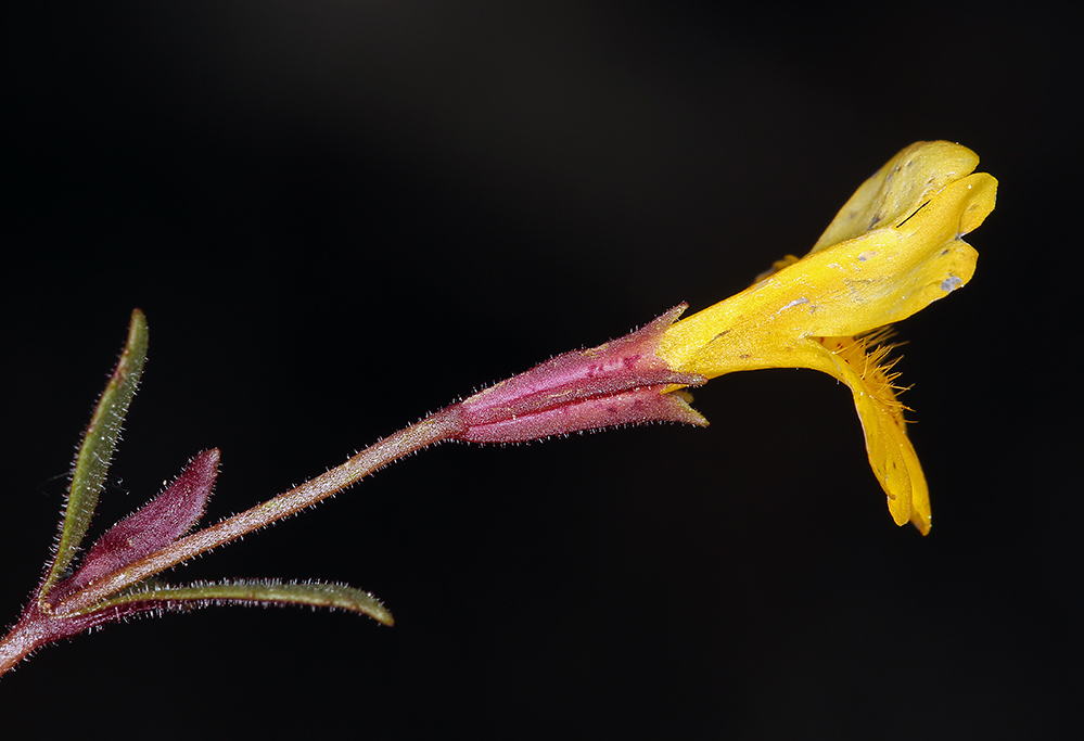 Erythranthe bicolor (Yellow and white monkeyflower), native California herb