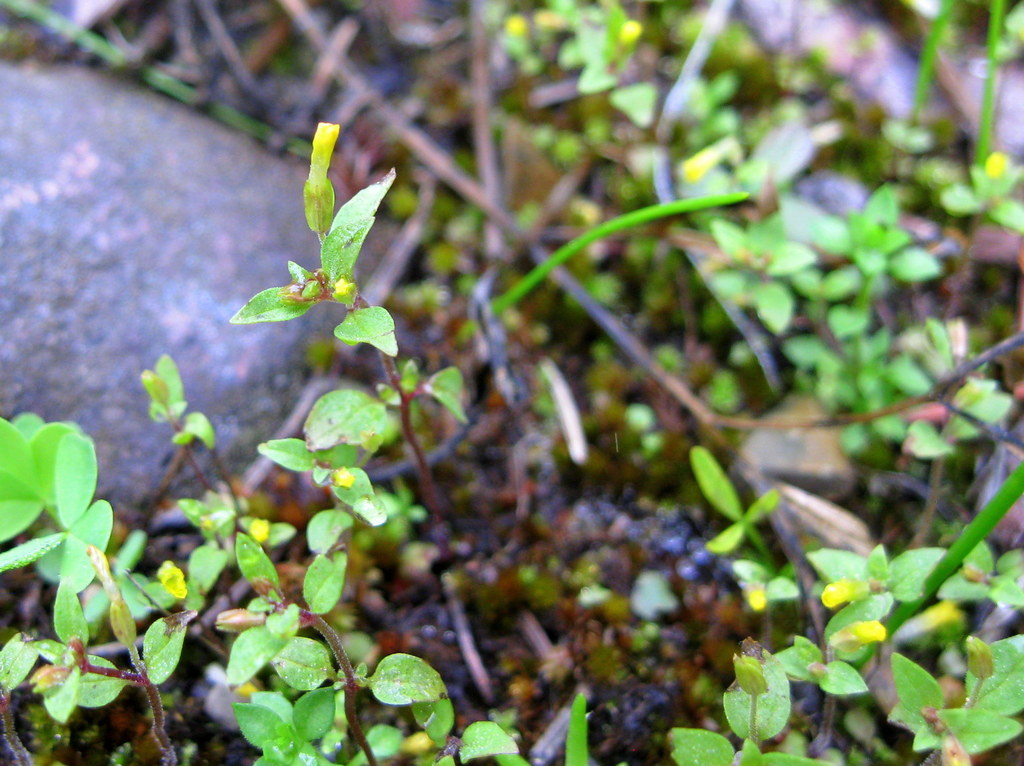 Erythranthe breviflora (Short-flower monkeyflower), native California herb
