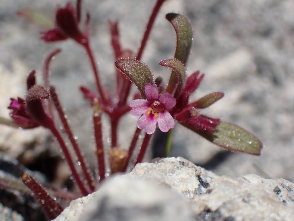 Erythranthe breweri (Brewer's monkeyflower), native California herb