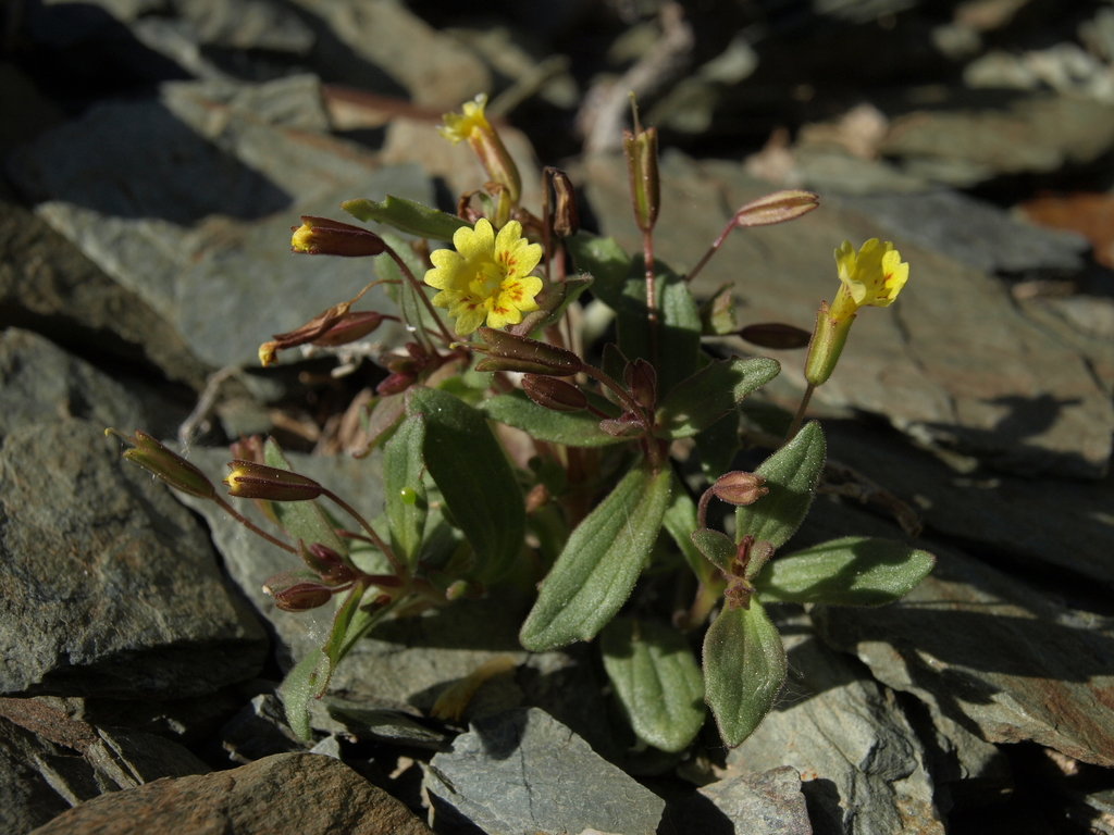 Erythranthe calcicola (Limestone monkeyflower), native California annual