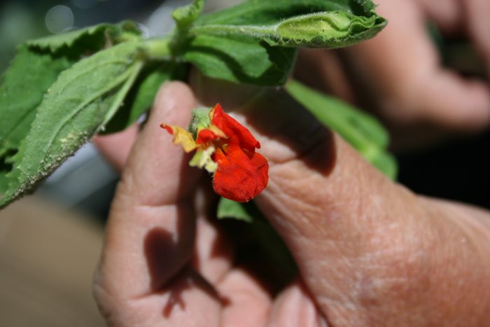 Erythranthe cardinalis (Scarlet monkeyflower), native California herb