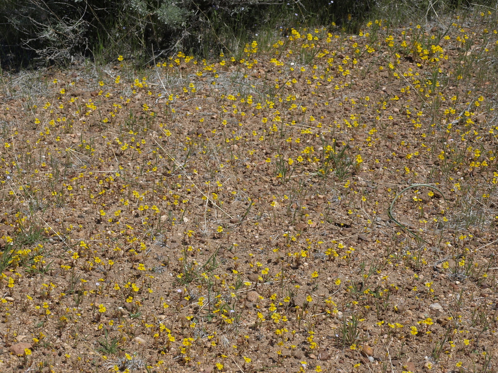 Erythranthe carsonensis (Carson valley monkeyflower), native California herb