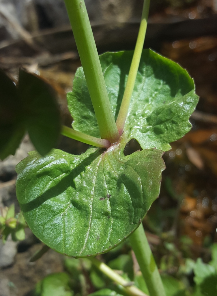 Erythranthe cordata, native California annual