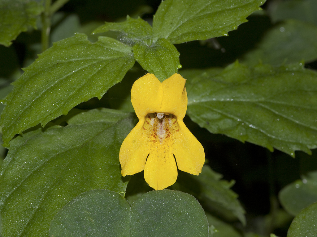 Erythranthe dentata (Tooth-leaved monkeyflower), native California herb